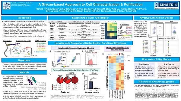 A Glycan-based Approach to Cell Characterization & Purification