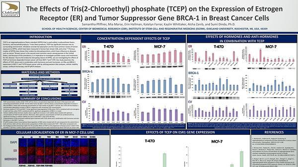 The Effects of Tris(2-Chloroethyl) phosphate (TCEP) on the Expression of Estrogen Receptor α (ERα) and Tumor Suppressor BRCA-1 in MCF-7 and T-47D Breast Cancer Cell Lines