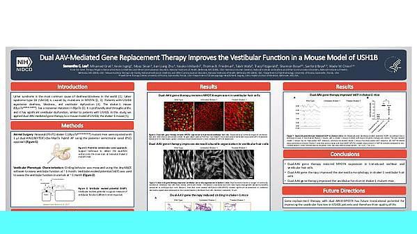 Medical Genetics and Genomics - Dual AAV-Mediated Gene Replacement Therapy Improves the Vestibular Function in a Mouse Model of USH1B - Medical Genetics and Genomics
