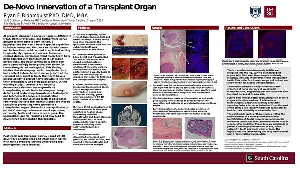 De-Novo Innnervation of a Transplant Organ