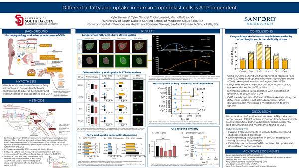 Differential fatty acid uptake in human trophoblast cells is ATP-dependent