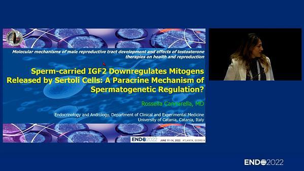 Sperm-carried IGF2 Downregulates Mitogens Released by Sertoli Cells: A Paracrine Mechanism of Spermatogenetic Regulation?
