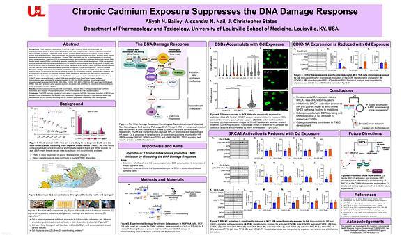 Chronic Cadmium Exposure Suppresses the DNA Damage Response