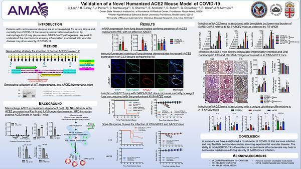 Validation of a Novel Humanized ACE2 Mouse Model of COVID-19