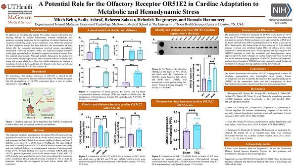 A Potential Role for the Olfactory Receptor OR51E2 in Cardiac Adaptation to 
Metabolic and Hemodynamic Stress