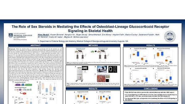 The Role of Sex Steroids in Mediating the Effects of Osteoblast-Lineage Glucocorticoid Receptor Signaling in Skeletal Health