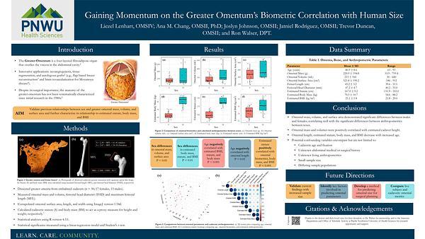 Gaining Momentum on the Greater Omentum’s Biometric Correlation with Human Size
