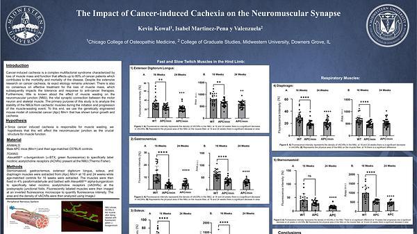 The Impact of Cancer-induced Cachexia on the Neuromuscular Synapse