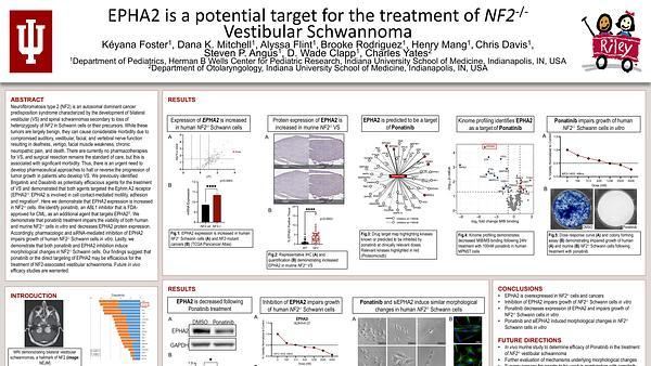 EPHA2 is a Potential Target for the Treatment of NF2-/- Vestibular Schwannoma
Kéyana Foster1, Dana K. Mitchell1, Alyssa Flint1, Brooke Rodriguez1, Henry Mang1, Chris Davis1, Steven P. Angus1, D. Wade Clapp1, Charles Yates2
1Department of Pediatrics, Herman B Wells Center for Pediatric Research, Indiana University School of Medicine, Indianapolis, IN, USA
2Department of Otolaryngology, Indiana University School of Medicine, Indianapolis, IN, USA