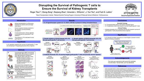 Disrupting the Survival of Pathogenic T cells to Ensure the Survival of Kidney Transplants