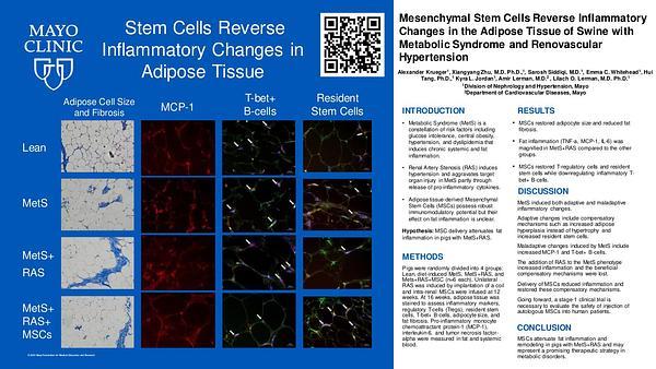 Mesenchymal Stem Cells Reverse Inflammatory Changes in the Adipose Tissue of Swine with Metabolic Syndrome and Renovascular Hypertension