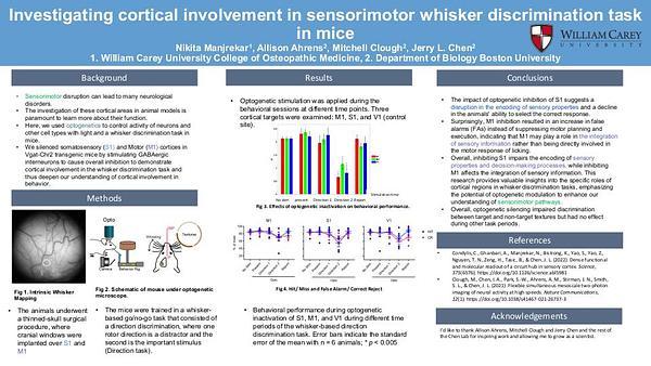 Investigating cortical involvement in sensorimotor whisker discrimination task in mice