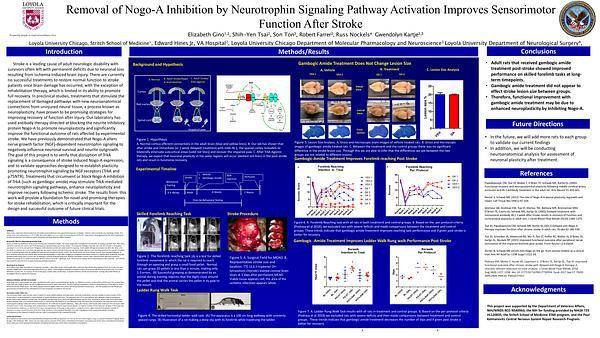 Removal of Nogo-A Inhibition by Neurotrophin Signaling Pathway Activation Improves Sensorimotor Function After Stroke 
