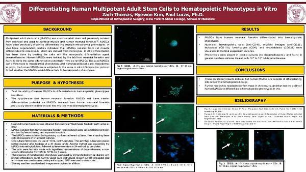 Differentiating Human Multipotent Adult Stem Cells toHematopoietic Phenotypes in Vitro