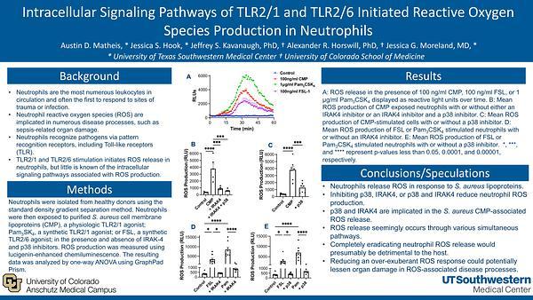 Intracellular Signaling Pathways of TLR2/1 and TLR2/6 Initiated Reactive Oxygen Species Production in Neutrophils