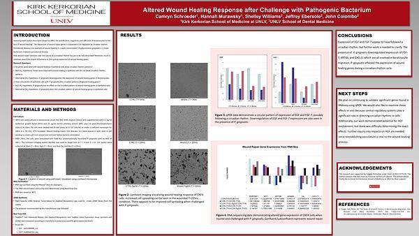 Altered Wound Healing Response after Challenge with Pathogenic Bacterium
