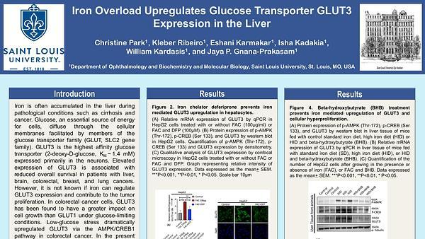 Iron overload upregulates glucose transporter GLUT3 expression in mouse liver